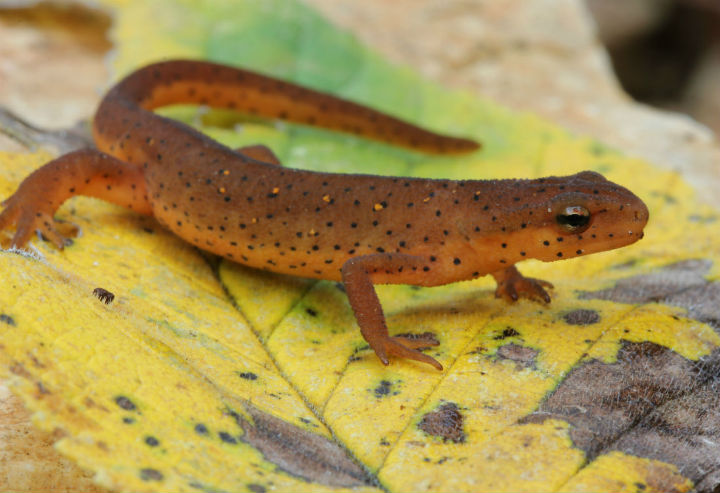 Red-spotted Newt